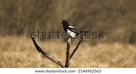 Magpie, perched on branc, autumn scenery.