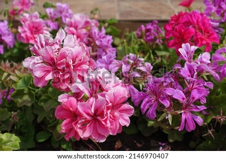 Close shot of flowers of ivy-leaved pelargonium in shades of pink in July Royalty-Free Stock Photo #2146970407