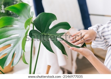 Close-up young women's hands rub and wipe the dust off the leaves of the houseplant Monstera Deliciosa with care. Monstera lover at home. The concept of plant care. Royalty-Free Stock Photo #2146977035