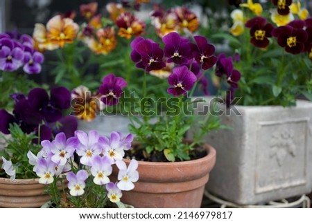 Fringe pansies and violas are in
Blooming in the garden 