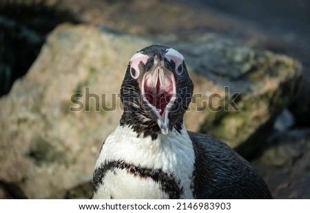 Penguin opening its bill really wide so that you can see down it's neck