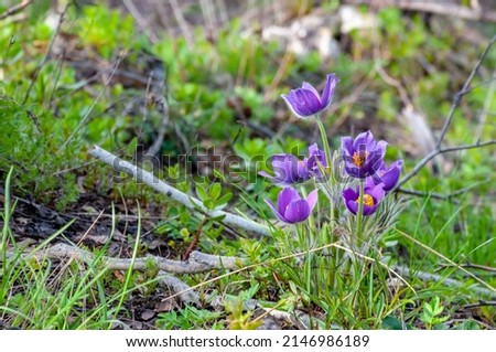 Purple flowers of the Dream-grass plant, or the Anemone is open or the Lumbago is open. The genus Lumbago or Anemone, the Buttercup family.