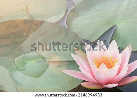 Religious Concept. Happy vesak  - Makha Bucha day. Beautiful pink lily water flower show the pollen and petal float on water with blured hand give alms to a Buddhist monk Royalty-Free Stock Photo #2146994953