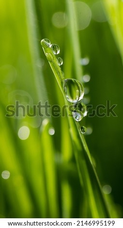 macro wet spring green grass background with dew. natural beautiful water drop on leaf in sunlight, image of purity and freshness of nature, copy space. ecology, fresh wallpaper concept. Royalty-Free Stock Photo #2146995199