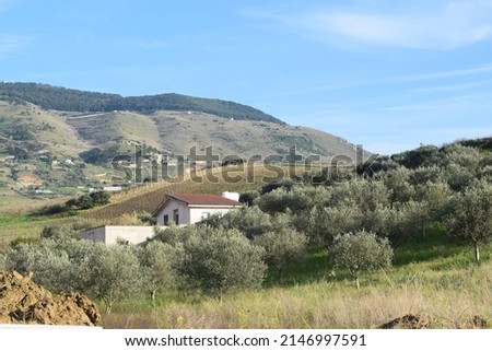 Pretty view of the Sicilian countryside with olive trees, in a sunny day 