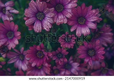 Photography of beautiful african daisies, Osteospermum , pink purple color in a garden.
