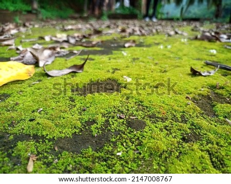 Little green mosses and fallen leaves on the land in the middle of forest