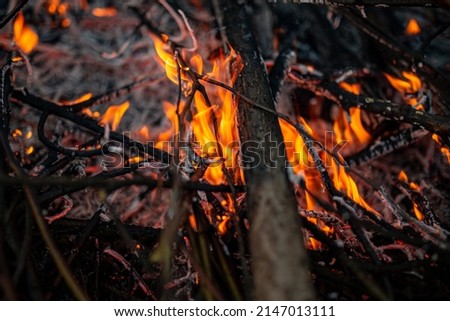 The evening fire is burning. Flames in high quality