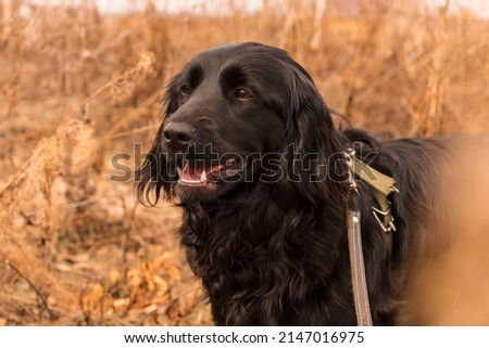 cocker spaniel black beautiful dog on a background of grass