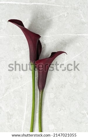 Two Dark purple Calla lily flowers on marble background. Minimal natural floral design. Close up blossoming flower with daylight. Fresh bloom Calla buds top view, aesthetic lifestyle, vertical image