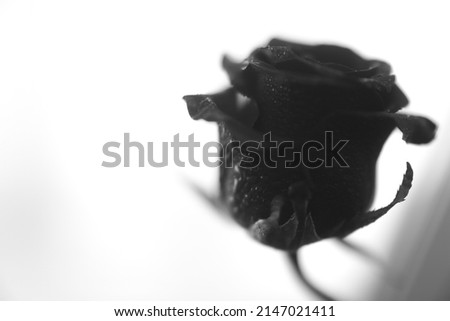 black rose bud in soft focus