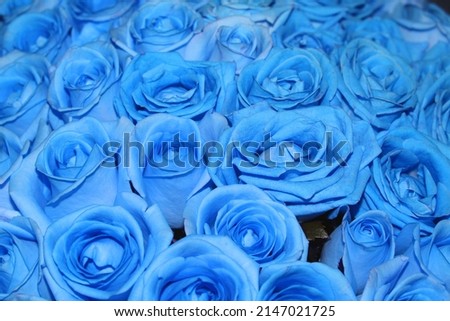 Blue roses. Close up photo.