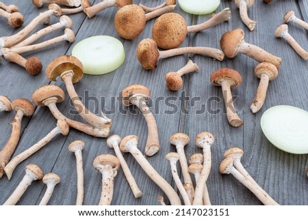 Fresh harvest honey mushrooms and rings onion on a wooden table background. Still life with mushrooms for publication, poster, screensaver, wallpaper, postcard, banner, cover, post