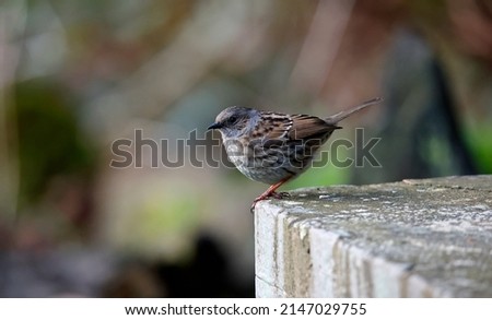 Dunnock perched up in the garden