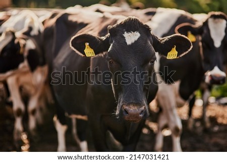 Were free range. Cropped shot of a herd of cattle grazing on a dairy farm. Royalty-Free Stock Photo #2147031421