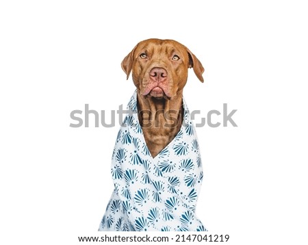 Lovable, pretty brown puppy and towel. Close-up, indoors. Studio photo, isolated background. Pets care