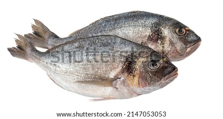 Gilt-head bream fresh raw fish dorada without scales and gills, ready for cooking. Picture of isolated dorade on white background for the fish seafood market menu.
