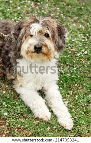 a big brown Beaver-a Yorkshire terrier sits and looks around. High-quality photo. green grass.