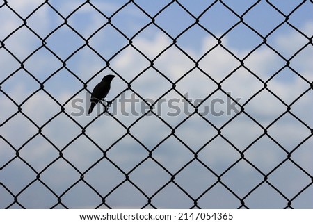 Bird on Wires with Cloud Sky