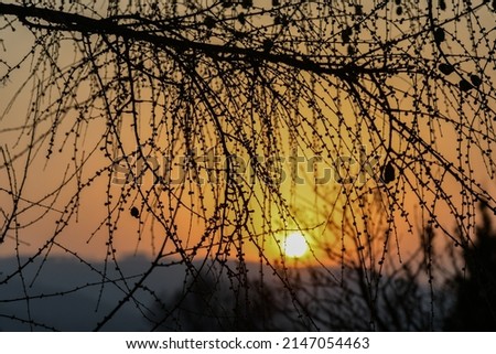 bare branches of a tree against the backdrop of a sunny sunset and a coniferous forest in the mountains in early spring