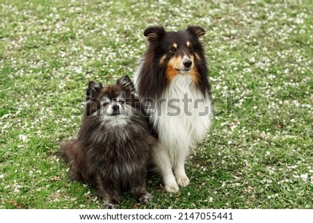 a cute little decorative dog sits and looks around. High-quality photo. Pomeranian and Sheltie on the green grass. dwarf breed of dogs.  photo of a dog on a poster, calendar, postcar
