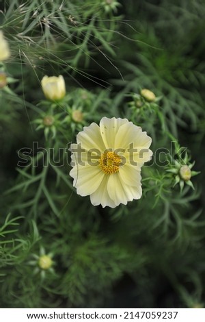 Pale yellow cosmea (Cosmos bipinnatus) Xanthos blooms on an exhibition in May Royalty-Free Stock Photo #2147059237