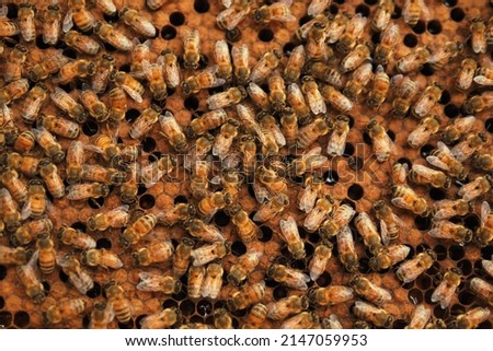 Bee in the honeycomb. This picture proper for the news or presentation about the bee, honey, honeycomb in the field of medical treatment or honey research.