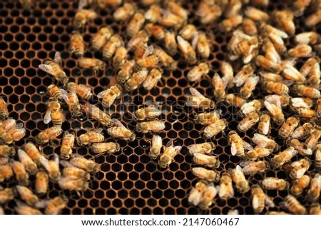 Bee in the honeycomb. This picture proper for the news or presentation about the bee, honey, honeycomb in the field of medical treatment or honey research.