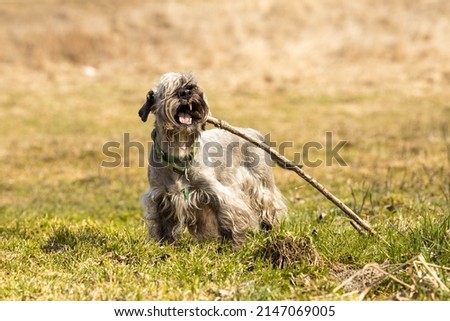 Czech terrier gnawing a branch Royalty-Free Stock Photo #2147069005