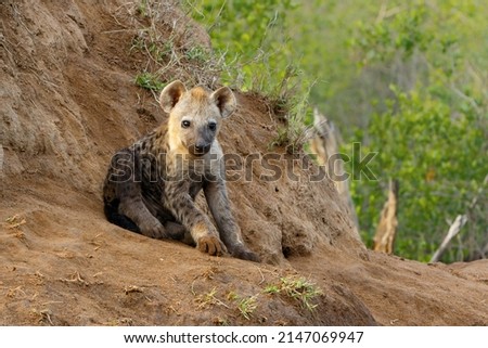 Playful Spotted Hyena pup awaking at the den with sunrise in a Game Reserve in South Africa