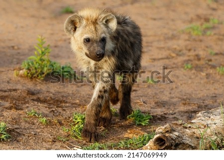 Playful Spotted Hyena pup awaking at the den with sunrise in a Game Reserve in South Africa