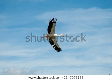 White Stork (Ciconia ciconia) flying with wings spread on blue sky background.

German folklore held that storks found babies in caves or marshes and brought them to households in a basket.