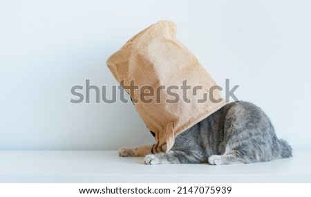 striped gray mischievous kitten tricky looks out of the bag with its eyes on a white background. The concept of the unknown, the question, the fake, the pet. Royalty-Free Stock Photo #2147075939