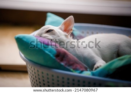 Sleeping Small young chiwawa dog in funny basket