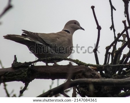 A wild pigeon sitting on an apple tree branch