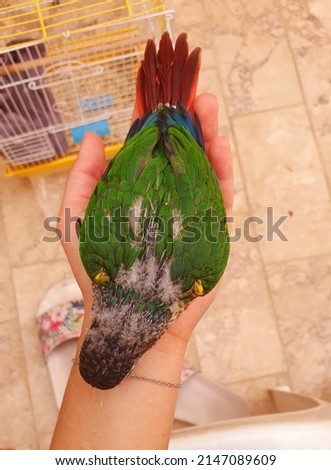 Pictures of little colored bird