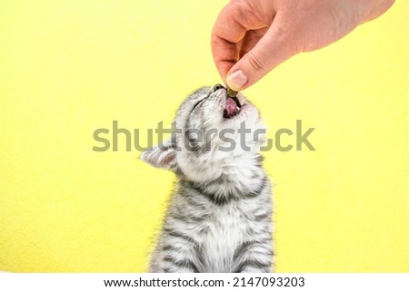 Woman's hand holds out dry food to kitten. Little cute Scottish Straight kitten on yellow background with copy space. Portrait of an adorable baby pet cat with fur colored in black marble on silver.