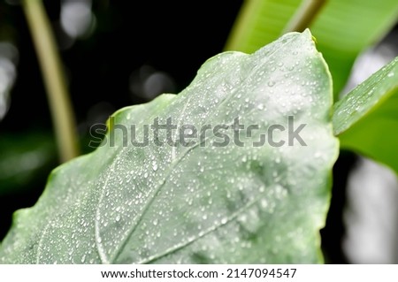 Alocasia, Alocasia macrorrhizos or Alocasia plant or dew drop on the leaf