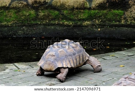 Big Turtle in the Garden. Natural Life.