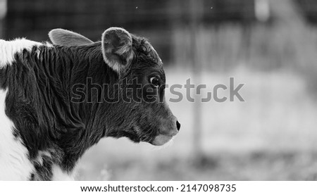 Innocence of calf close up on farm with copy space on blurred background.