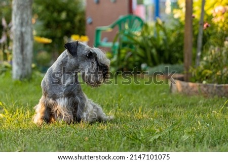 Czech terrier in a summer meadow Royalty-Free Stock Photo #2147101075