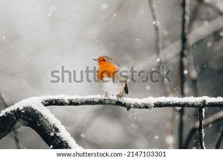 Red breasted robin bird sat on a snowy branch surrounded by falling snow