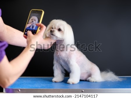 A woman takes pictures on her phone of a shorn dog of the lapdog breed.