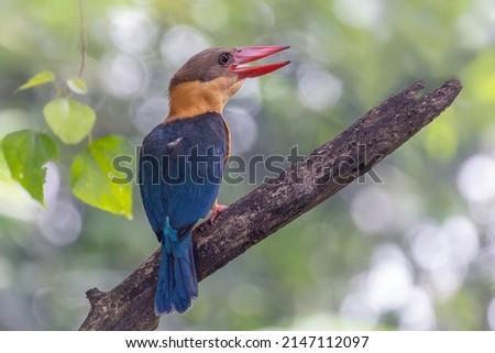 Wildlife bird species of Common Stork bill kingfisher perched on a tree branch with natural background in tropical rainforest.