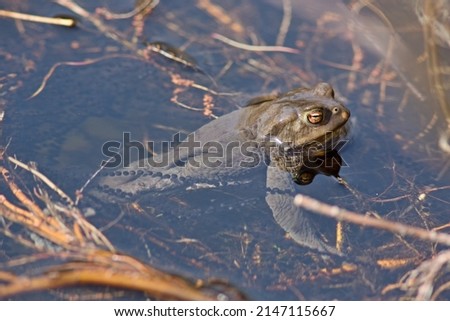 The common toad guards the eggs