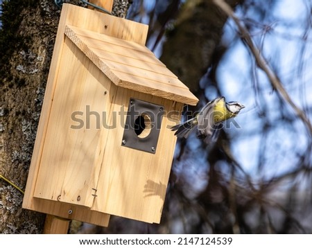 Blue tit (cyanistes caeruleus) building a nest in a birdbox