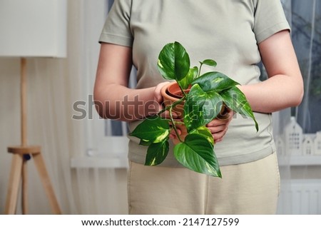 A woman holds a pot with a plant epipremnum aureum in her hands while standing in a home living room