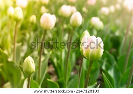 Pink tulips in pastel coral tints at blurry background, closeup. Flowers in the garden. Fresh spring nature.