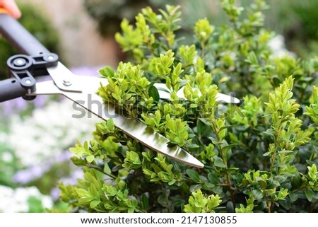 Pruning, trimming buxus, boxwood shrubs with hedge shears. Cutting off buxus branches in the garden in spring. Royalty-Free Stock Photo #2147130855