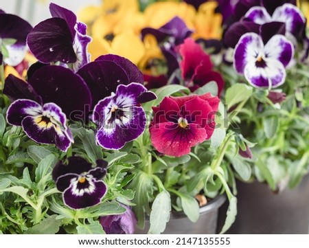 Purple and burgundy pansies in pots in a flower shop. Spring flower. Hybrid pansy or viola tricolor.